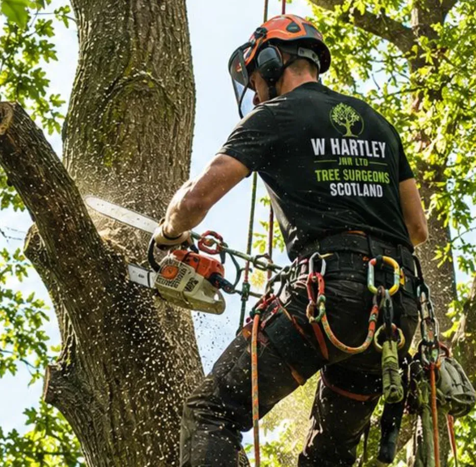 Arborist from W Hartley Jnr Ltd using a chainsaw while climbing a tree