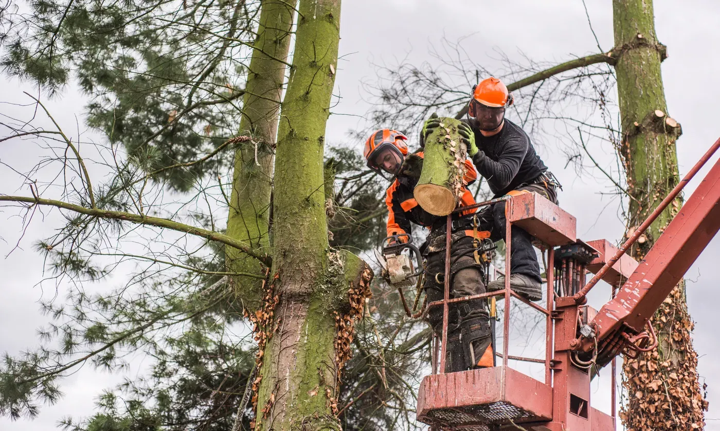 Tree surgeons from W Hartley Jnr Ltd cutting branches from a large tree
